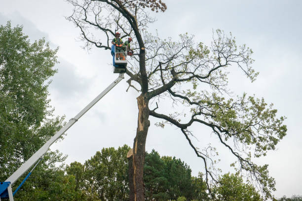 Tree and Shrub Care in Clymer, PA