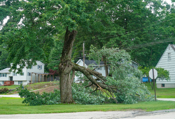 Best Commercial Tree Removal  in Clymer, PA