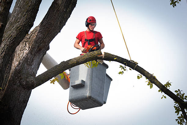 How Our Tree Care Process Works  in  Clymer, PA